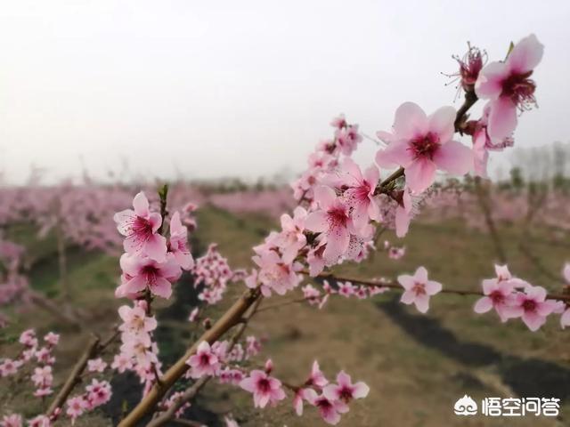 今年桃花开的图片-漫山遍野桃花开的图片