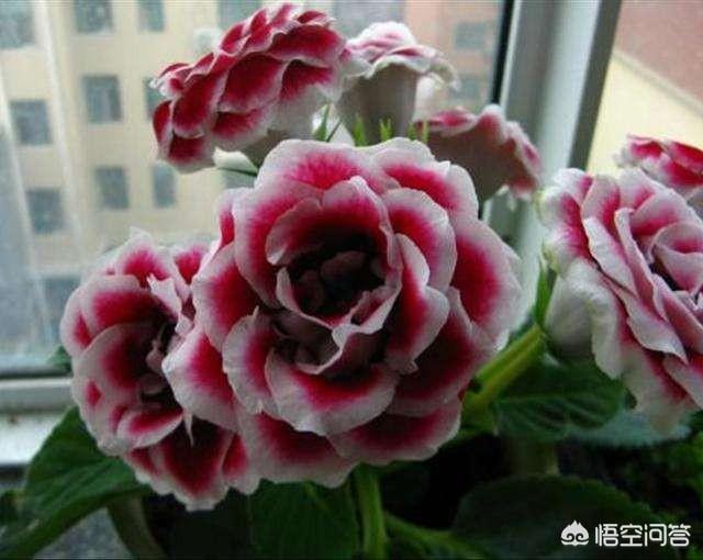 茜之塔开花后怎么办:大岩桐开花后该如何护理？