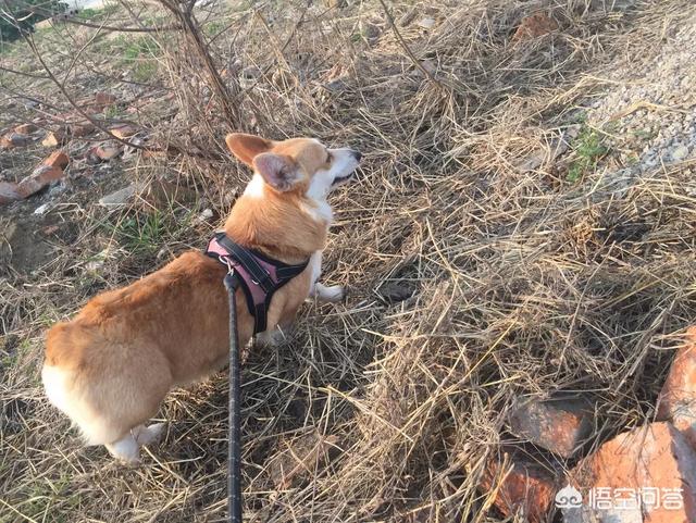 约克夏图片大全:什么种类的狗狗对人善良？