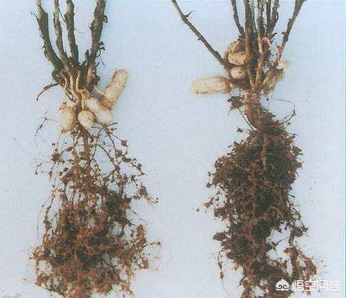 八角金盘拟毛刺线虫病:种植花生，如何防治根结线虫病？