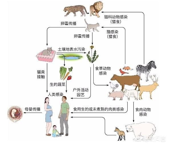 猫得了弓形虫病的症状:猫狗的弓形虫通过什么方式传染给人的，有哪些症状，后果严重吗？ 猫感染了弓形虫病的症状