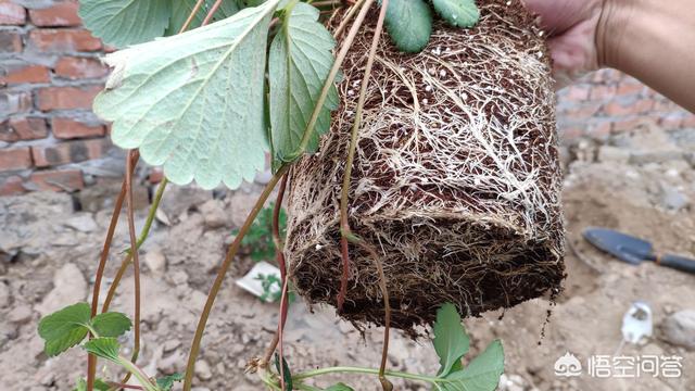 家养月季花栽培:请教，灌园种花大叔，；园土种月季注意事项有哪些？