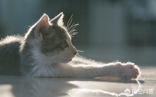 猫耳朵里面黑色的硬块:怎么知道猫咪耳朵里有没有耳螨？