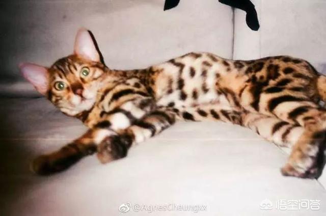 何兴丽摔狗案件:中国留学生虐猫被控告，你怎么看？