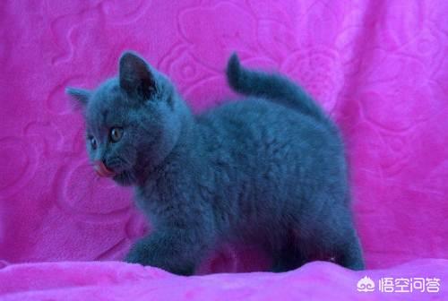 猫咪血尿:加菲猫尿尿出血可以治愈吗？