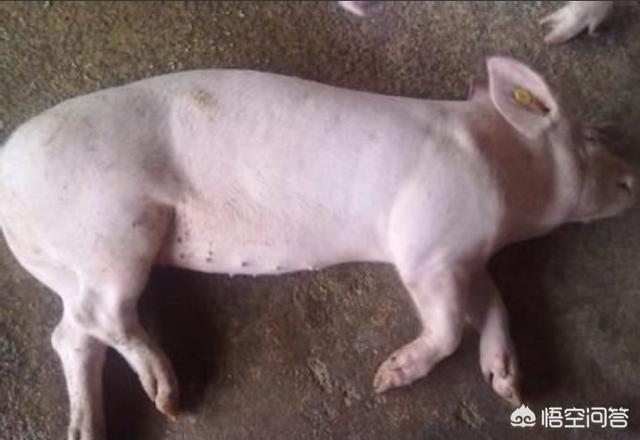 猪弓形体病治疗:生猪出现高烧41℃，持续不退，是什么原因导致？该怎样治疗？