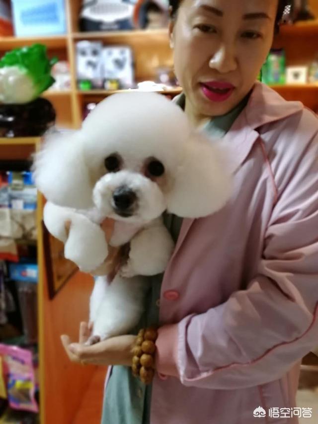 比熊狗:比熊总是挠痒痒怎么回事？