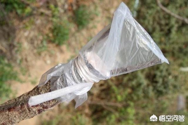 嫁接的意思:嫁接令箭荷花与不嫁接有什么区别？
