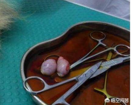 比格犬性格公泰迪绝育:泰迪到底要不要做绝育手术？