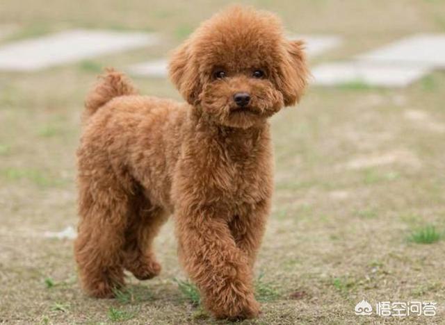 比格犬性格公泰迪绝育:泰迪到底要不要做绝育手术？