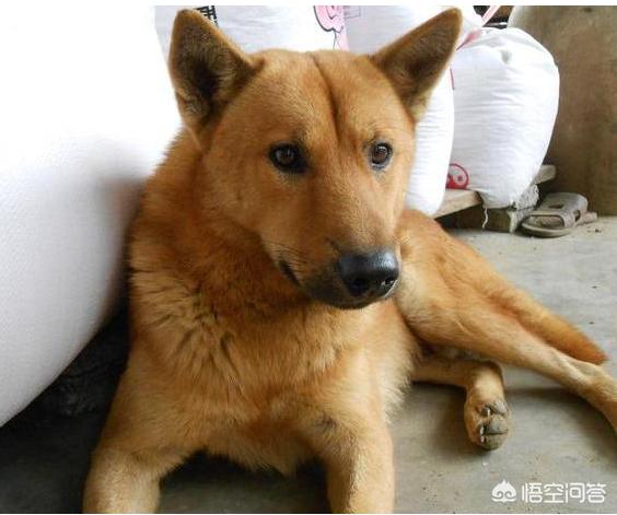 一位忠诚的守望犬:什么狗狗最忠诚，会为主人卖命一辈子？
