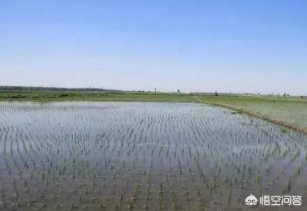 种植水稻补硅方法，水稻种植达到高产的最佳方法是什么？