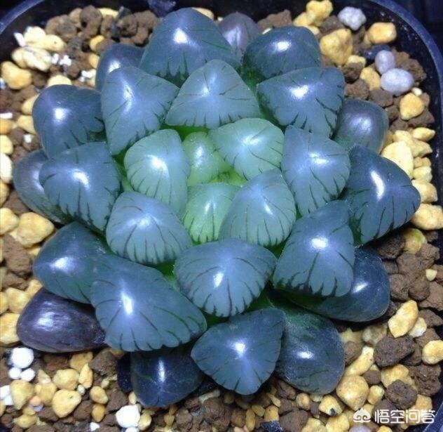 冰灯玉露繁殖:冰灯玉露开花 如何正确的养殖玉露，要注意哪些？