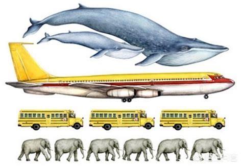 世界上最大的海洋生物是什么？