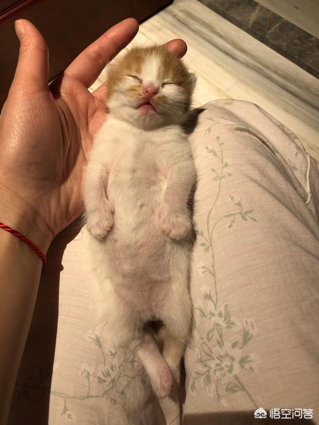 我们家猫咪快要生了，跟前跟后的一直望着我叫，给猫粮也不吃了。是什么原因？插图8