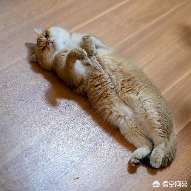 怎么确定猫认主人了:猫多长时间可以认识主人？