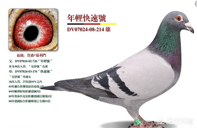 楚雄太阳鸟赛鸽中心:饲养赛鸽，养“太阳鸟”比赛合适吗？