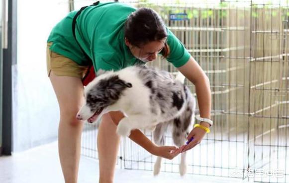 边境牧羊犬训练教程这3点你必须知道:怎样训练边牧才会对我服服帖帖？ 边境牧羊犬怎样训练成警犬