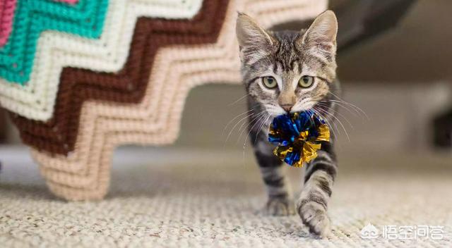 甜蜜猫猫01话:猫咪爱你，你觉得会有什么表现？