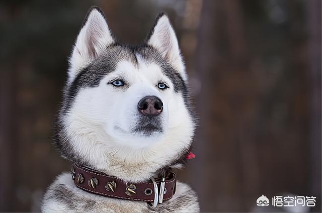 猎狐犬打猎怎么样:想买两只可以打猎的狗狗，哪种比较合适？