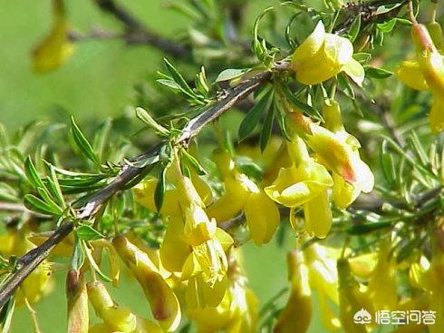 酵素菌:土壤变硬、甚至结块怎么办？