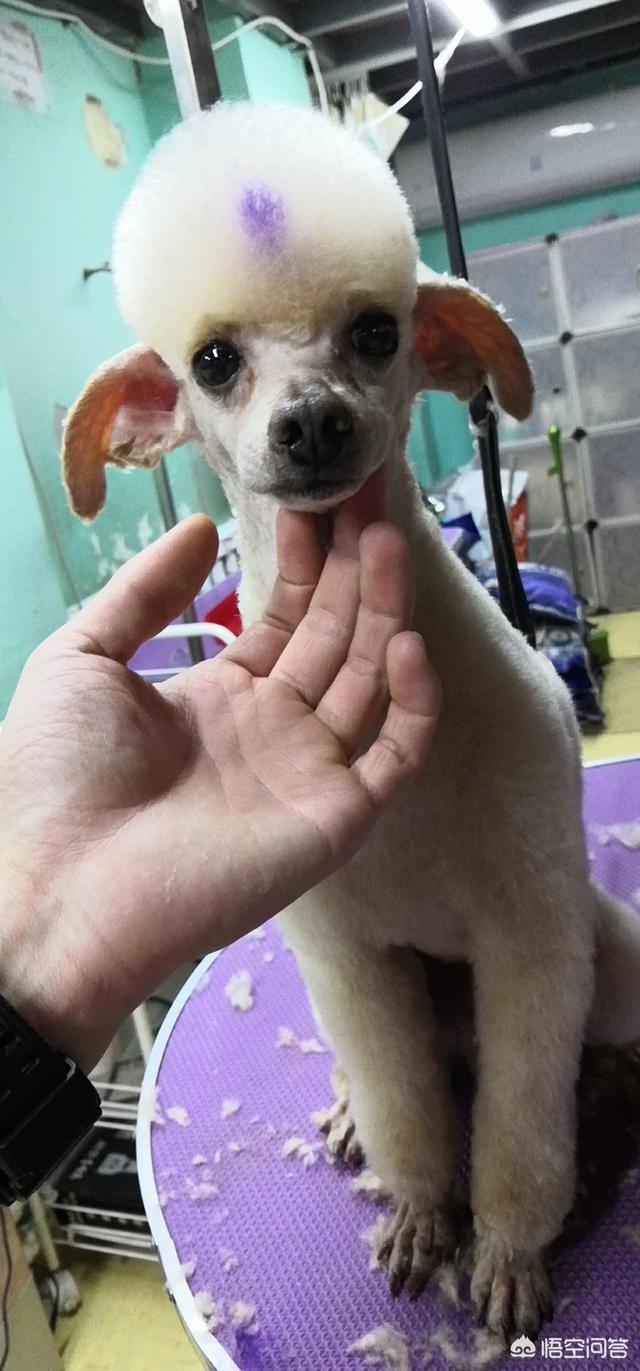 中国土狗:我国野生的土狗还多吗？为什么？