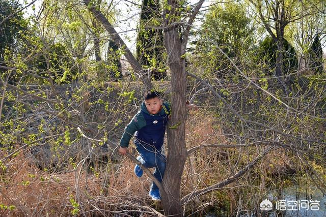 又到榆钱儿满树时,你对榆钱儿有印象吗？