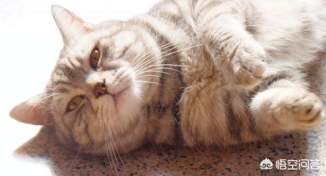 猫咪只胖肚子不胖脸,公猫吃什么容易发腮？