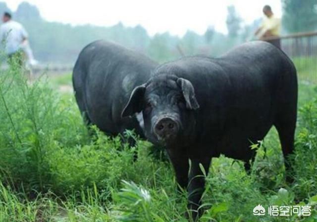 头条问答 - 农村的乡猪肉十七八块钱一斤,市场上的饲养猪十块钱一斤