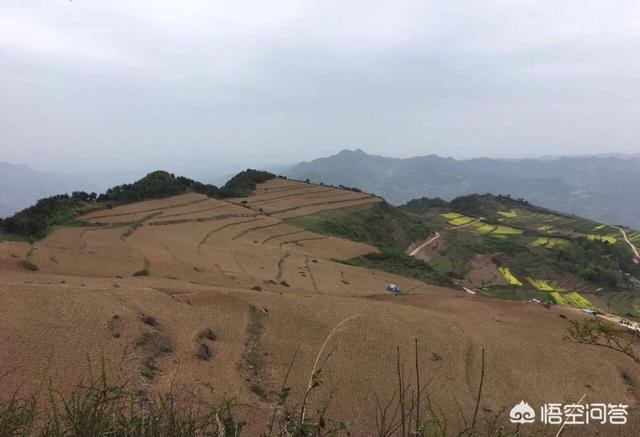 2019年种植什么药材不愁销路？