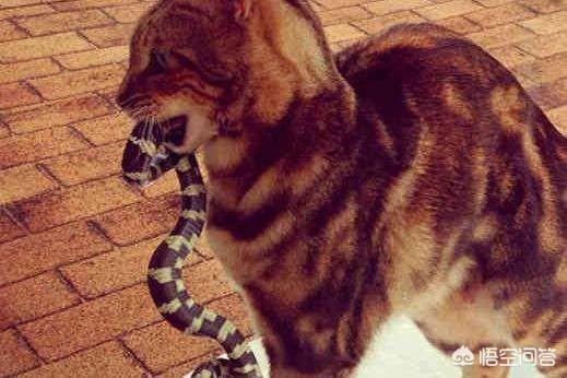 卡尔特猫图片:卡尔特猫价格 人晚上睡觉后，猫都在做什么？
