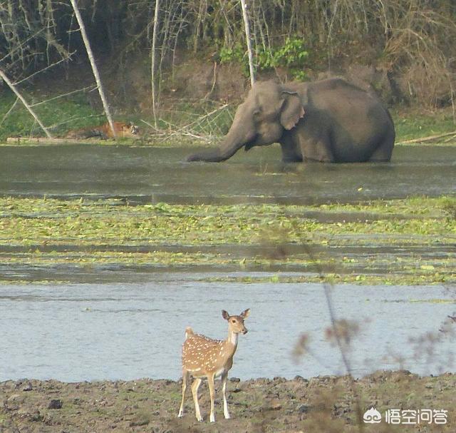 燕京獒园驴子的后代:老虎能杀死一只成年且健康的大象吗？