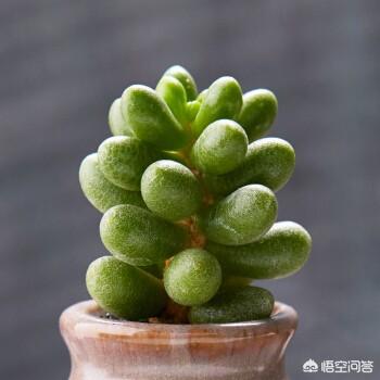 绿龟:多肉绿龟之卵应该如何养护？