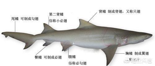 悟空问答 鱼翅是什么 有什么营养价值 114个回答