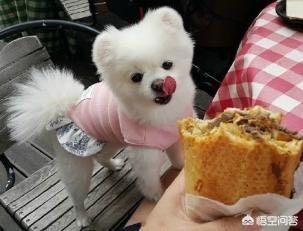 迷你博美犬讨厌吗:蝴蝶犬VS博美犬之间，谁更胜一筹？