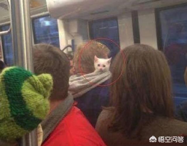 闷猫:短途轻轨装好的猫咪可以带上去吗？