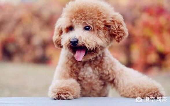 比格犬性格公泰迪绝育:公泰迪刚8个月，细小恢复中，康复后是绝育好还是娶媳妇好？