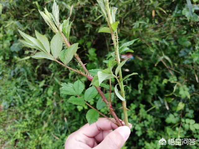 农村山地边,小沟边,一种身上带刺,当地人叫芽芽泡的植物,能吃吗？