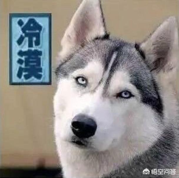 中国哈士奇论坛关了吗:自从养了哈士奇，有没有改变你的人生观？