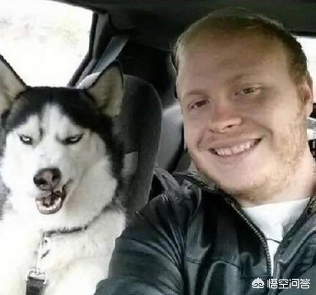 中国哈士奇论坛关了吗:自从养了哈士奇，有没有改变你的人生观？
