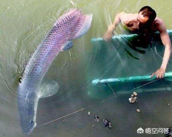 鸮鹦鹉为什么不能飞:你觉得世界最傻的动物是什么？ 鸮鹦鹉灭绝了吗