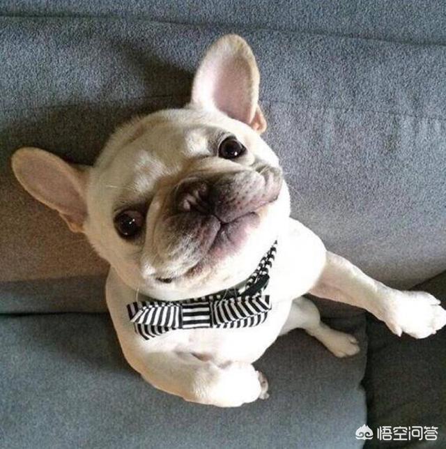 广州法国斗牛犬价格:海南海口哪里有法国斗牛犬卖？