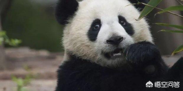 大熊猫咬人吗:熊猫没有攻击力，为什么没有灭绝？