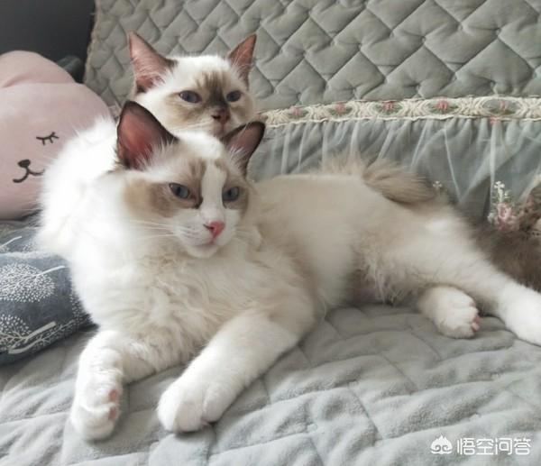 爪哇猫和暹罗猫的区别:猫中的