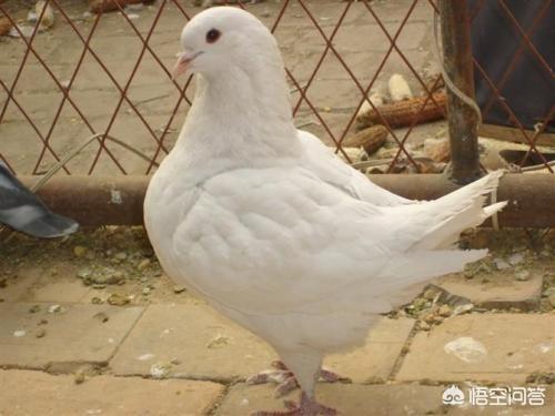 关于鸽子的养殖技术:鸽子的饲料喂养，怎么做才能更科学？