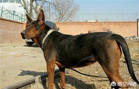 马士提夫獒犬:你认为我国的几大猛犬是哪几种狗？有何依据？
