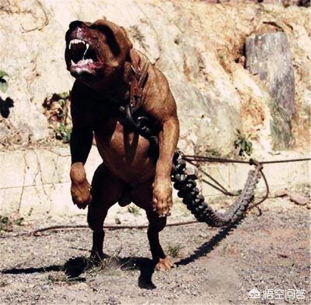 养比特狗好吗:美国比特犬咬萨摩，砖头砸烂都不松口，比特犬该不该禁养？