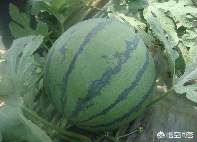 西瓜种子最好品种大全
