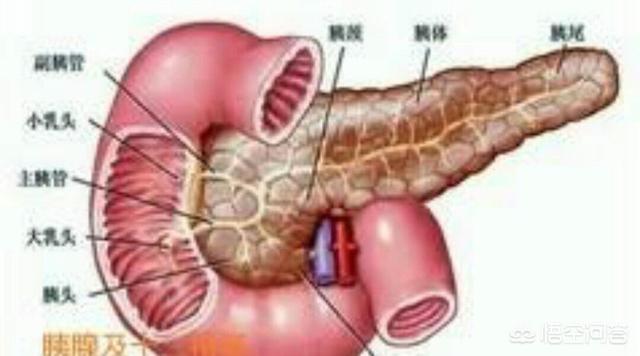 胰腺炎的症状:胰腺炎的症状及治疗 胰腺炎都会疼痛吗？胰腺炎有哪些症状？