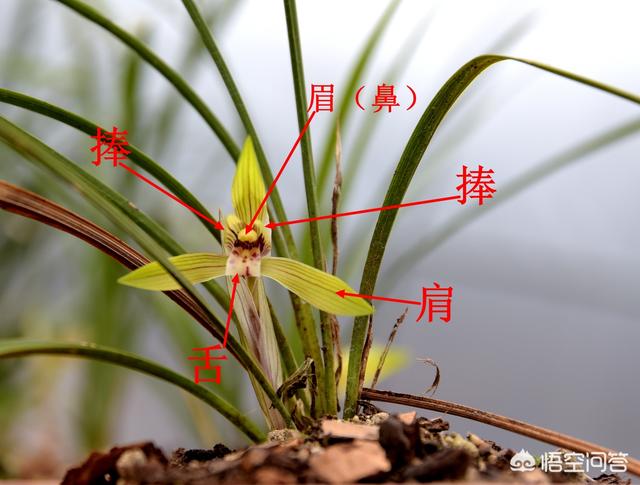 兰花中哪个品种最香？